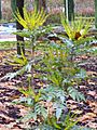 Mahonia x media Habitus 2010-11-25 ParqueGassetCiudadReal