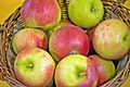 Malus Waltz 4189