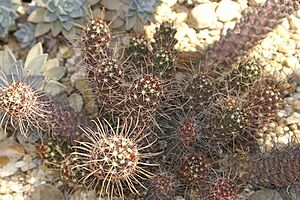 Archivo:Mammillaria poselgeri 0zz