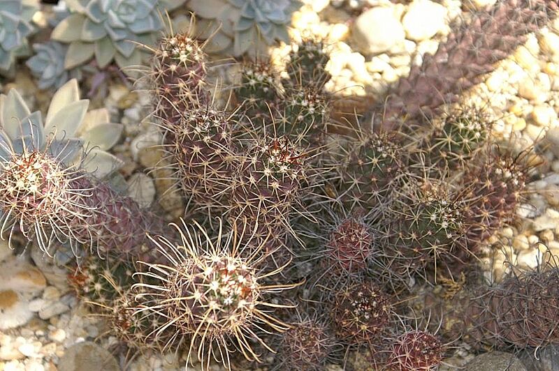 Mammillaria poselgeri 0zz