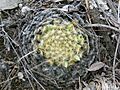 Mammillaria schiedeana (5754063732)