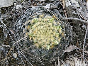 Archivo:Mammillaria schiedeana (5754063732)