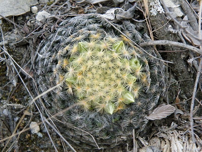 Mammillaria schiedeana (5754063732)
