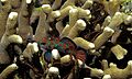 Mandarinfishes (Synchiropus splendidus) (8468500620)