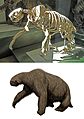 Megalonyx wheatleyi skeleton & restoration