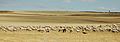 Meseta herd