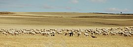 Archivo:Meseta herd