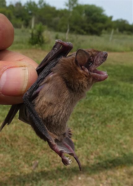 Molossops temminckii, Uruguay, 2019