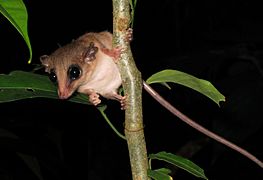 Mouse Possum -Tambopata Reserve -Peru-8