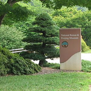 Archivo:National Bonsai & Penjing Museum
