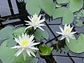 Nymphaea odorata1
