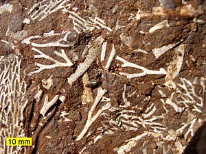 Archivo:OilShaleFossilsEstonia