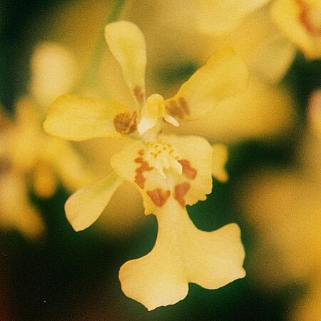 Oncidium obryzatum