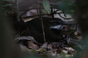 Archivo:Oreoscopus gutturalis
