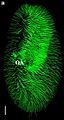 Paramecium tetraurelia Superf