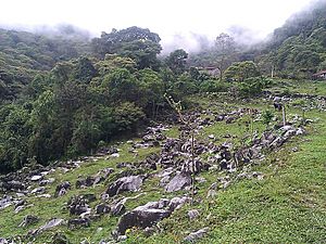 Archivo:Pastizal cerro central