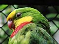 Polytelis swainsonii (Wroclaw zoo)