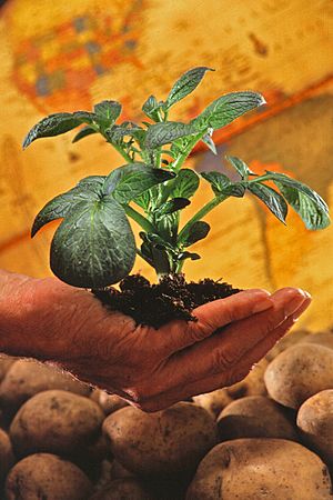 Archivo:Potato plant