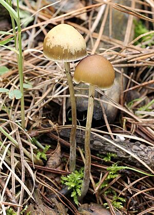 Psilocybe aztecorum 189390 crop.jpg