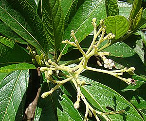 Archivo:Psychotria viridis, a Shamanic species. (9378988841)