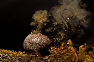 Archivo:Puffball fungai