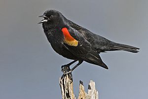 Archivo:Red winged blackbird - natures pics