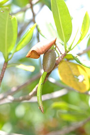 Archivo:Rhizophora mangle L. - American mangrove, mangrove, red mangrove (3777250703)