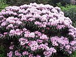 Archivo:Rhododendron yakushimanum makinoi1