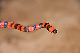Roatan Coral Snake (Micrurus ruatanus)