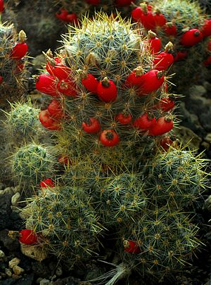 Archivo:SDC11390 - Mammillaria prolifera