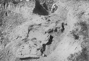 Archivo:Saurolophus excavation
