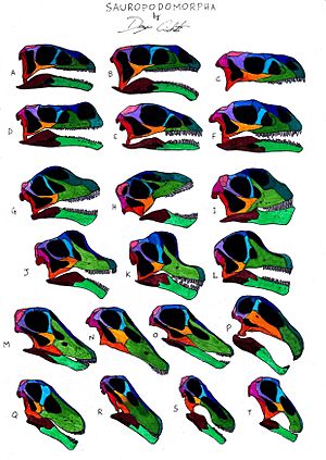 Archivo:Sauropodomorpha skull comparison
