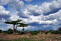 Selous Game Reserve-7