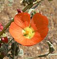 Sphaeralcea ambigua 7