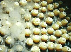Stony coral spawning 2