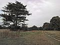 Sunbury Park by Peter Turner