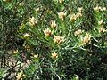 Teline linifolia 1