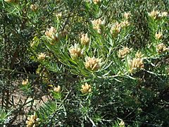 Archivo:Teline linifolia 1