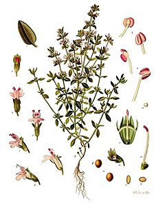 Archivo:Thymus vulgaris - Köhler–s Medizinal-Pflanzen-271