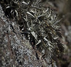 Tillandsia arequitae.jpg