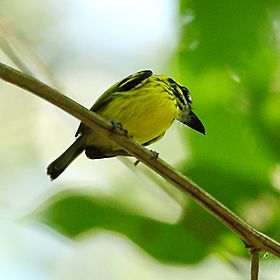 Todirostrum chrysocrotaphum - Yellow-browed Tody-Flycatcher.JPG