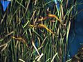 Water animal (Aquarium Barcelona)