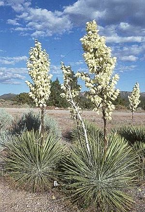 Archivo:Yucca elata subsp. utahensis fh 1178.4 NV B