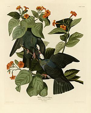 Archivo:177 White-crowned Pigeon crop