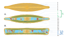 2025 Diatom Numbered
