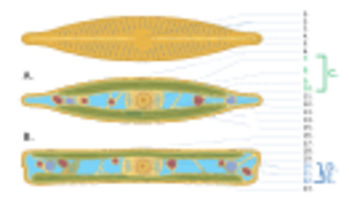 Archivo:2025 Diatom Numbered