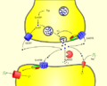 5-HT Neuron