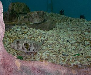 Archivo:Akwarium morskie w Egipcie