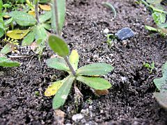 Arabidopsis thaliana hojas basales