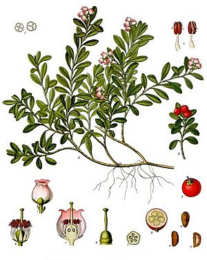 Archivo:Arctostaphylos uva-ursi - Köhler–s Medizinal-Pflanzen-013